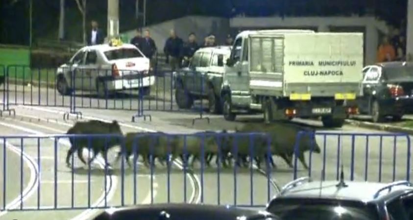 Primăria lui Emil Boc obligată să despăgubească un clujean cu aproximativ 25.000 de lei din cauza porcilor mistreți citadini