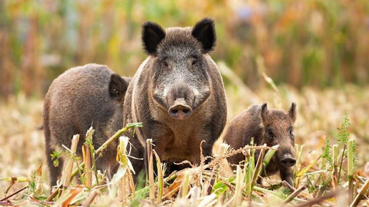Vești bune pentru românii păgubiți de animalele sălbatice! Fermierii și crescătorii de animale vor fi despăgubiți de gestionarii fondurilor de vânătoare
