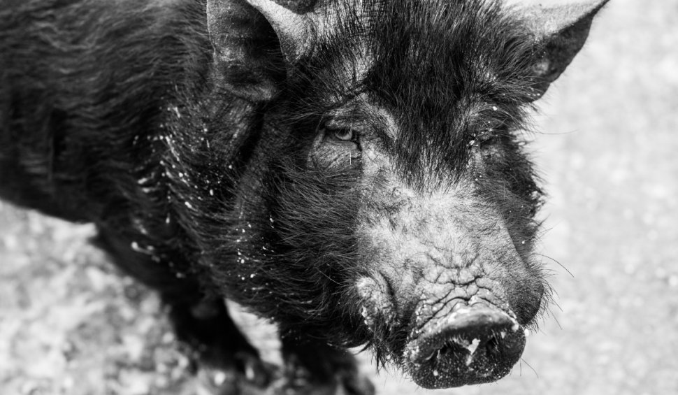 Un bărbat a fost atacat de un mistreţ în timp ce se afla la vânătoare, în Buzău