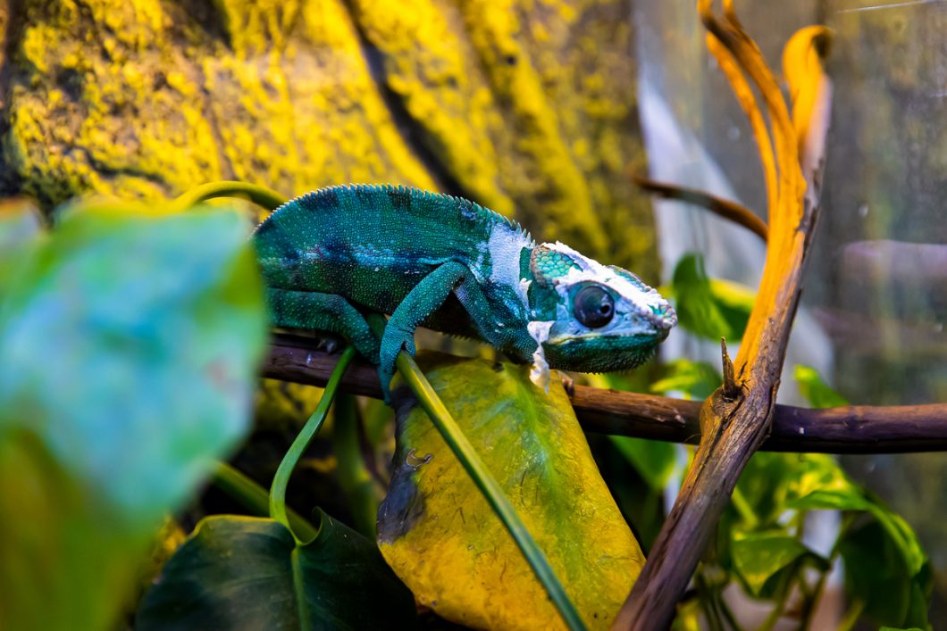 Cu ce se hrănesc șerpii? Dar o iguană și un gecko? Mai sunt 3 zile în care poți vizita expoziția cu reptile vii de la Palas