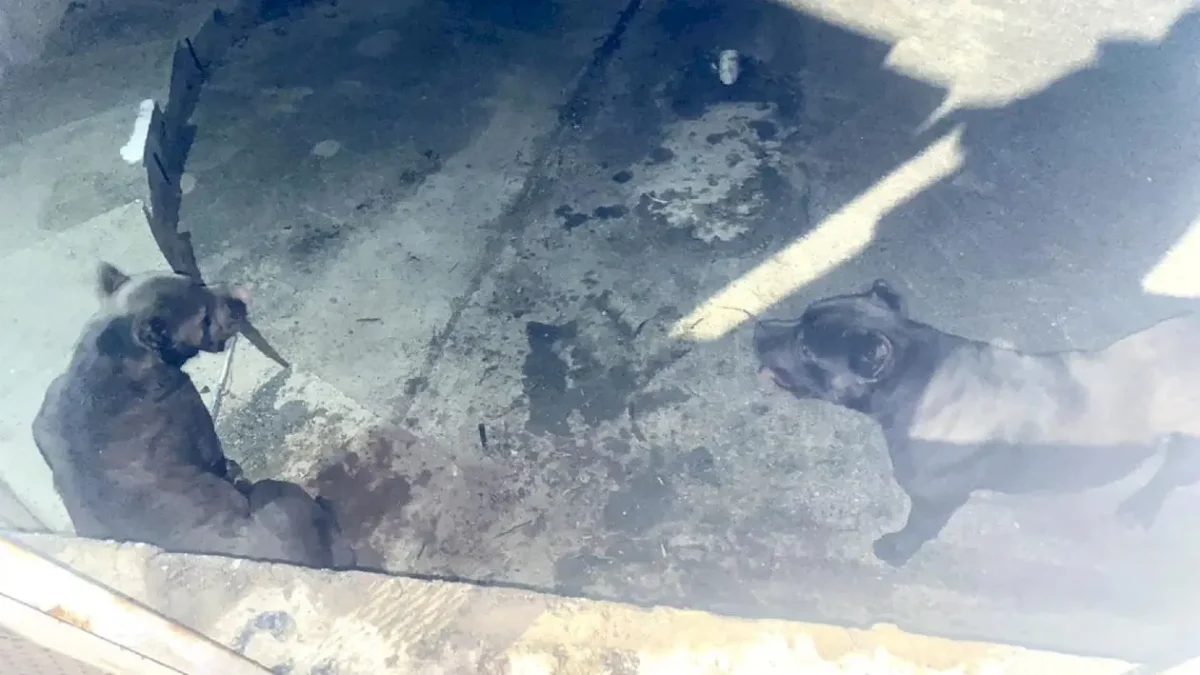 Câini de luptă din rasa Cane Corso capturați pe Lacul Morii, după ce au atacat o femeie
