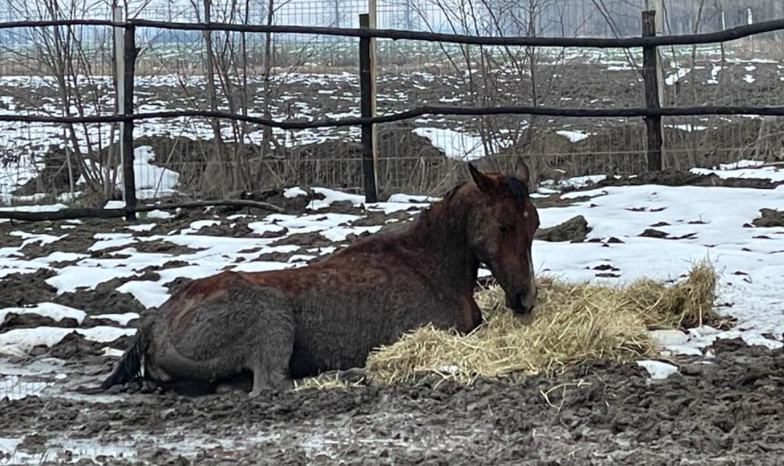 Imagini care vă pot afecta emoțional! O femeie a înfometat zeci de cai și de câini. Șapte cai au murit efectiv de foame și de frig