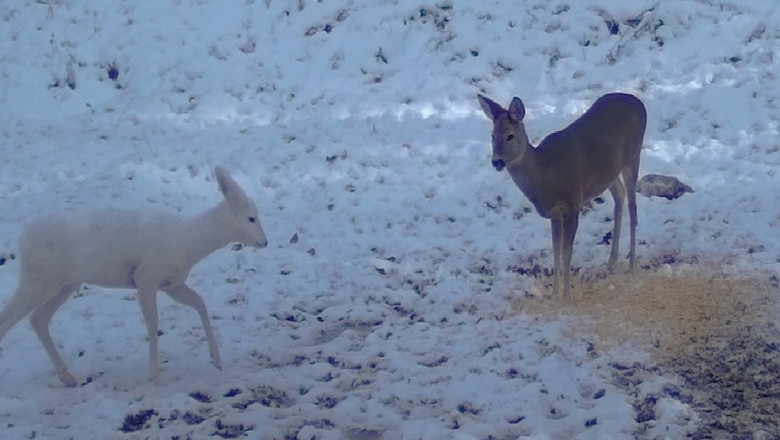 O căprioară albă, un exemplar extrem de rar în fauna din România, a fost surprinsă în Parcul Natural Bucegi