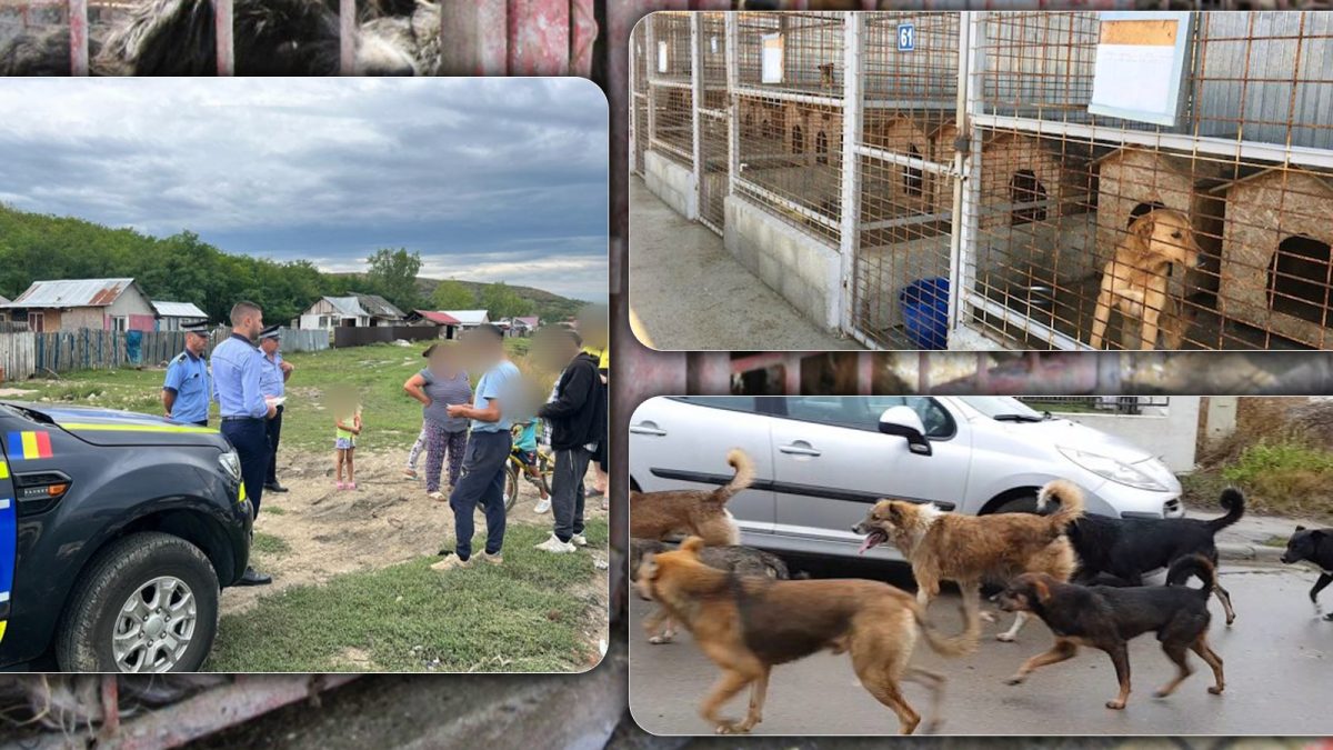 Câte primării din județul Iași au servicii de ecarisaj? Primar din ZMI: „Prinderea unui singur câine costă 800 de lei!“ – FOTO