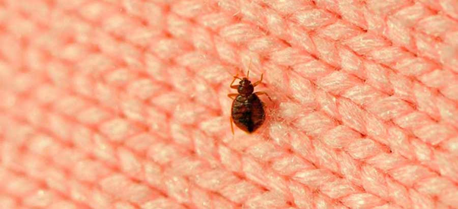 De ce apar ploșnițele? Factorii care provoacă contaminarea încăperii