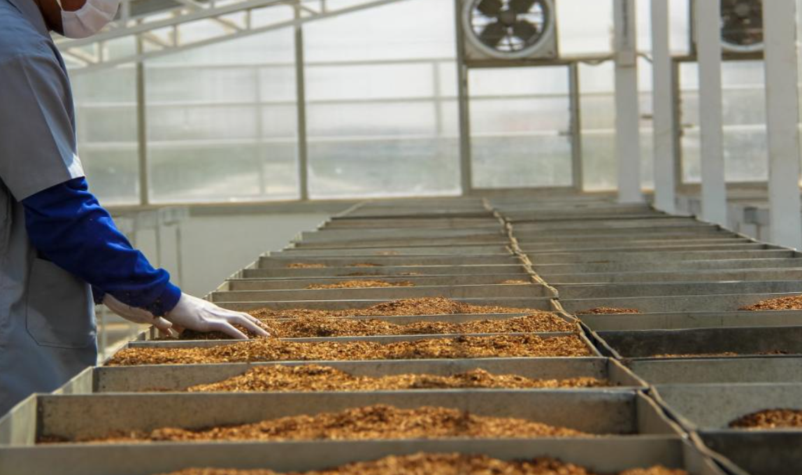 Ultima fabrică din ţară care mai produce ţigări. Angajaţii francezi, resemnaţi: „Ştim că nu este produsul viitorului”