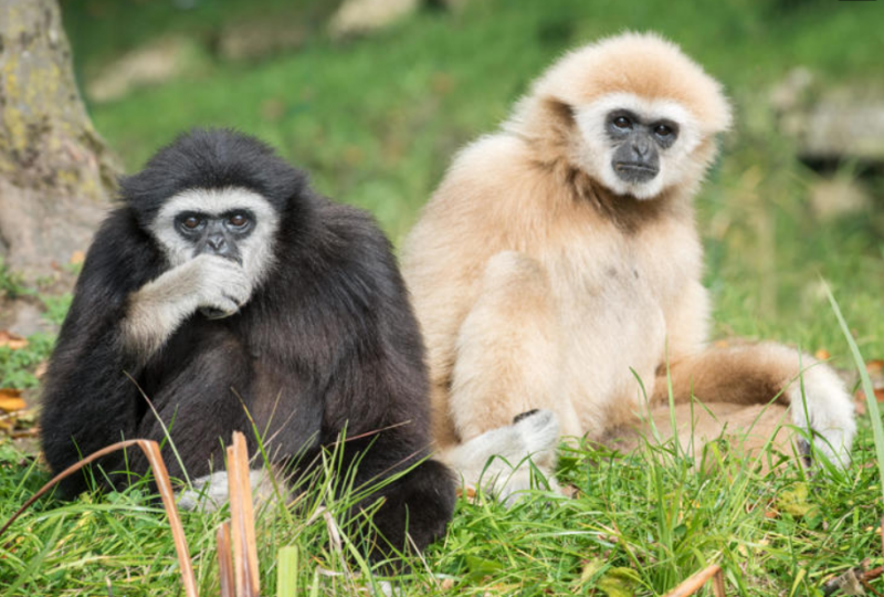 Îngrijitorii de la Grădina Zoologică au rămas șocați: o femelă de gibon a rămas însărcinată, deși era singură în cușcă. Cum s-a putut întâmpla