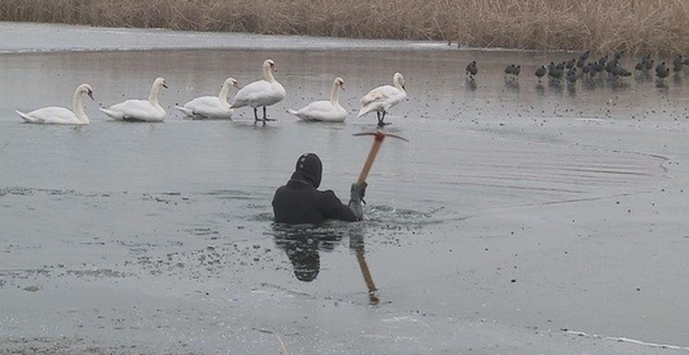 Mai multe lebede au rămas blocate în gheaţă, pe lacul Dumbrava din Iaşi