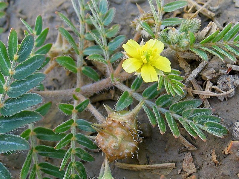 Planta colții babei. Un afrodiziac natural cu efect stimulator