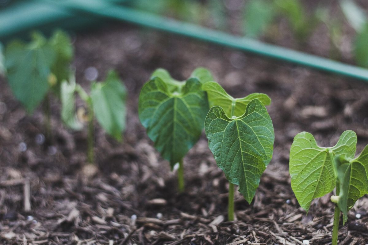 Plantare fasole. Cum să cultivi corect această cultură