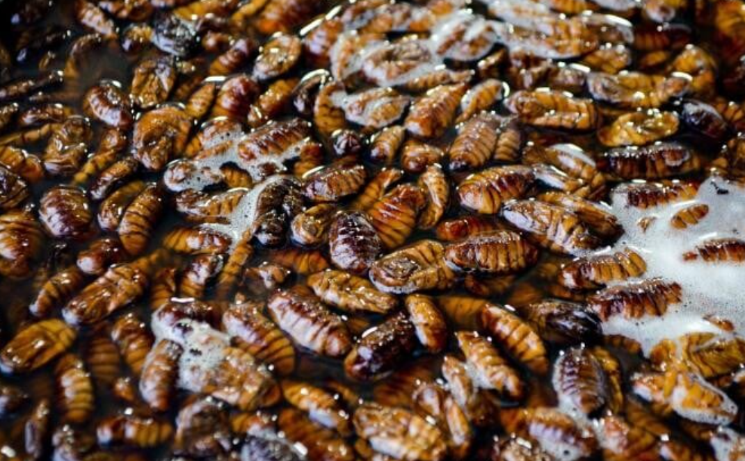 Polonia avertizează că mâncarea din insecte promovată în UE va afecta agricultura. Mai mult, spune că Rusia ar fi în spatele acestei mișcări de distrugere a pieței alimentare europene