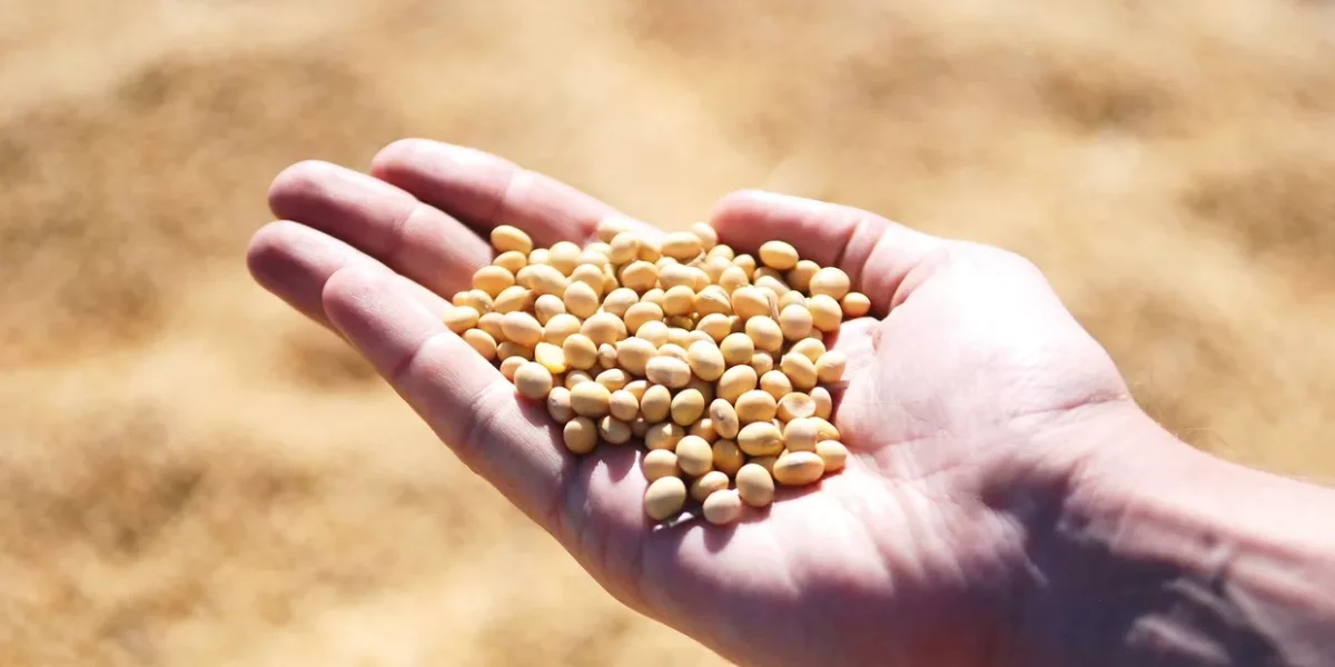 Soia boabe. Ce vitamine conține acest aliment?