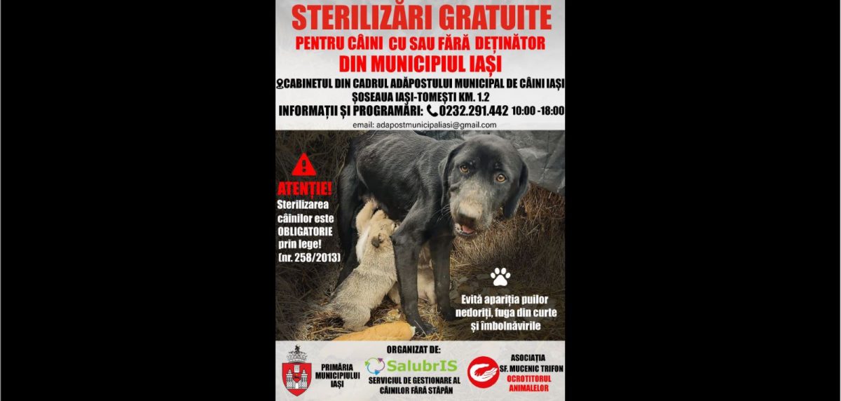 Sterilizări gratuite pentru câini cu și fără stăpân din municipiul Iași