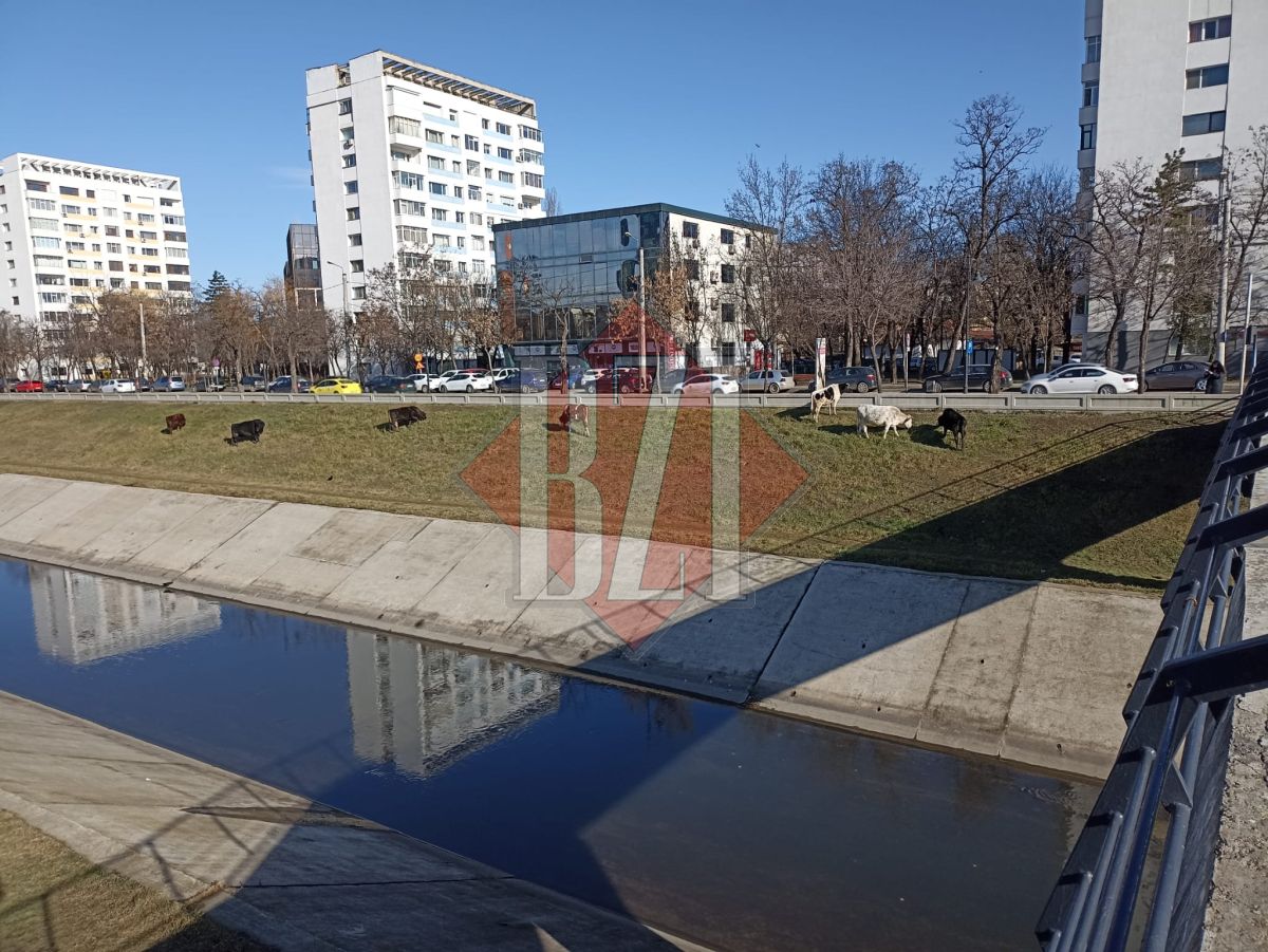 La păscut pe malul Bahluiului. Temperaturile ridicate au scos animalele la plimbare – FOTO