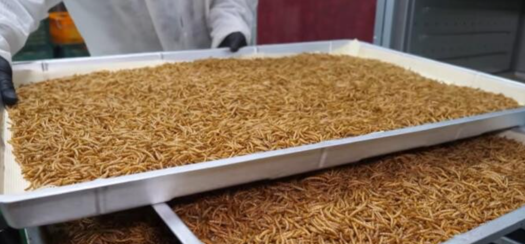 Ce spun politicienii sceptici ai Uniunii Europene despre consumul de insecte