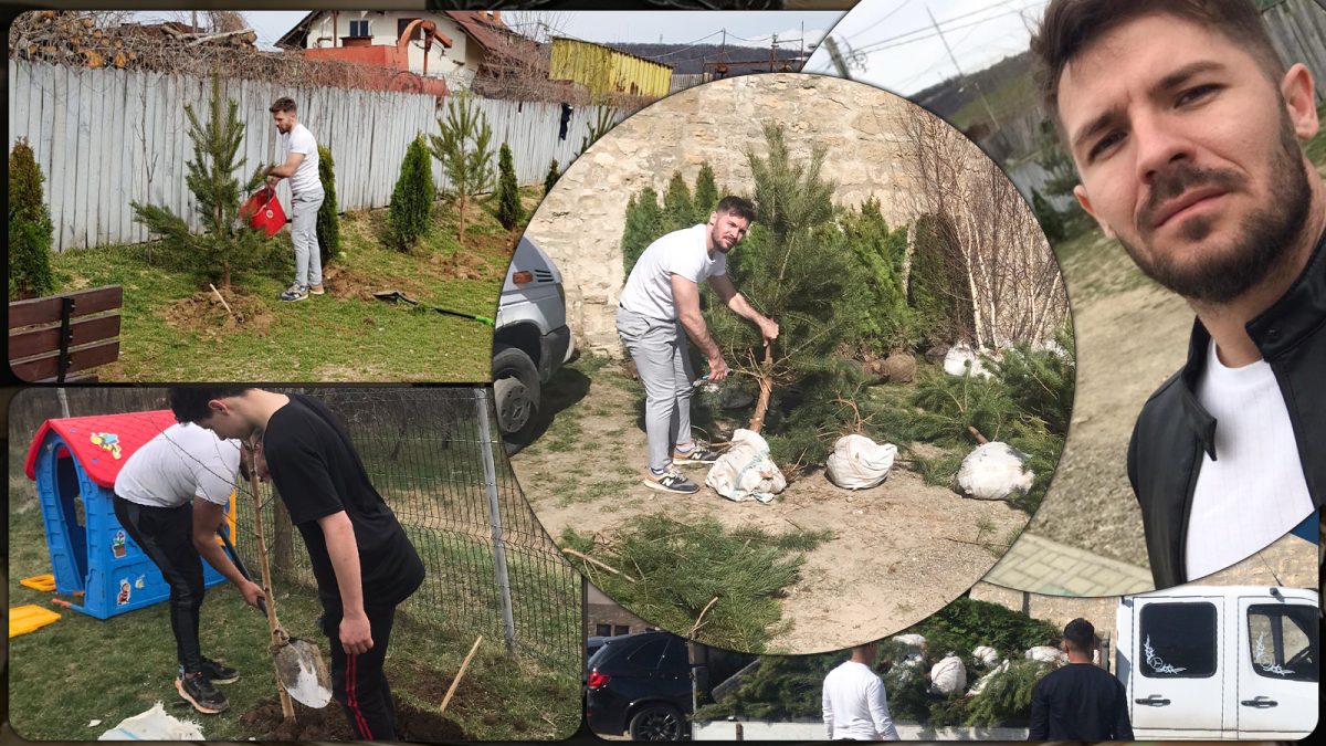 Gestul unui tânăr antreprenor din Bârnova. Acesta a cumpărat și plantat arbori de tuia, pin și mesteacăn în grădina școlii în care a studiat când era copil – GALERIE FOTO