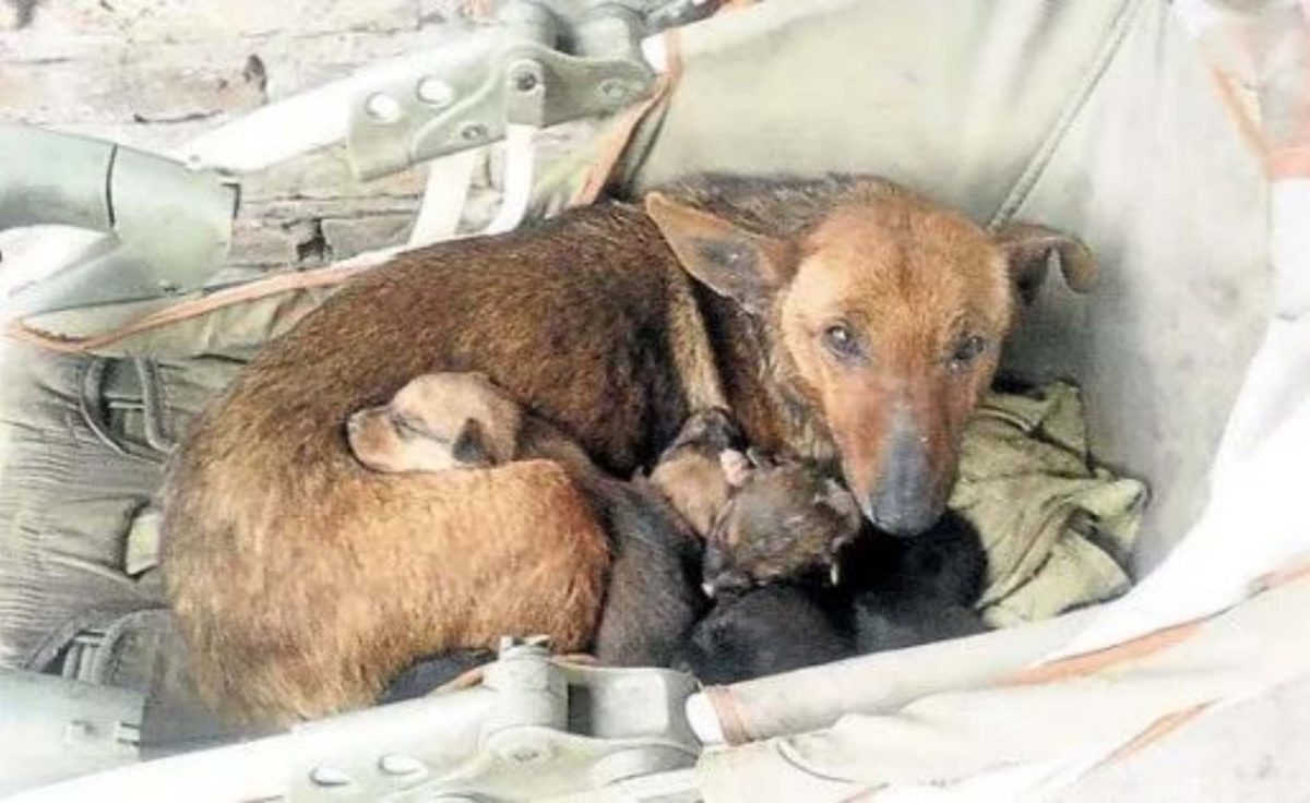O cățelușă fără stăpân a salvat un bebeluș abandonat. Patrupedul l-a protejat ca și cum ar fi fost puiul ei