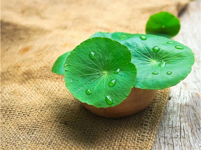Centella asiatică folosită în cosmetologie. Cum să ai grijă de pielea ta folosind această plantă