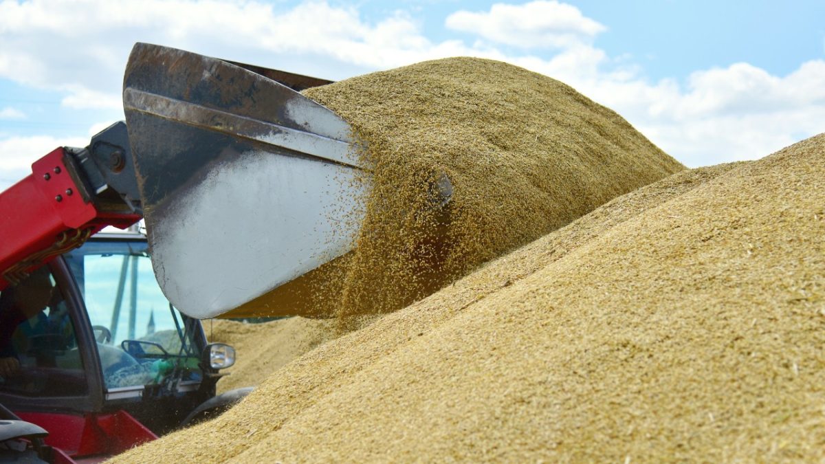 Fermierii români, afectați grav de cerealele din Ucraina. Explicațiile unui expert în agricultură