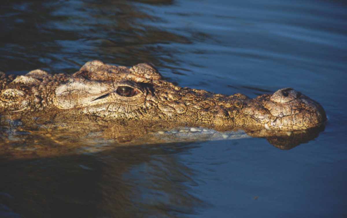 Scene de groază după inundațiile din Australia: Crocodilii sunt la un pas de a asalta un oraș