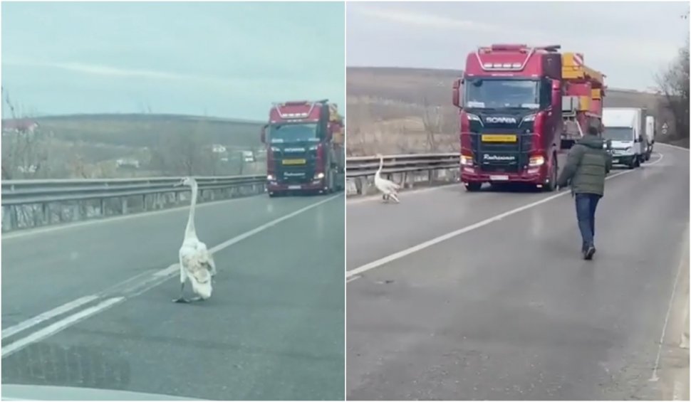 O lebădă a reușit să blocheze un drum european. Cum au reacționat șoferii – VIDEO