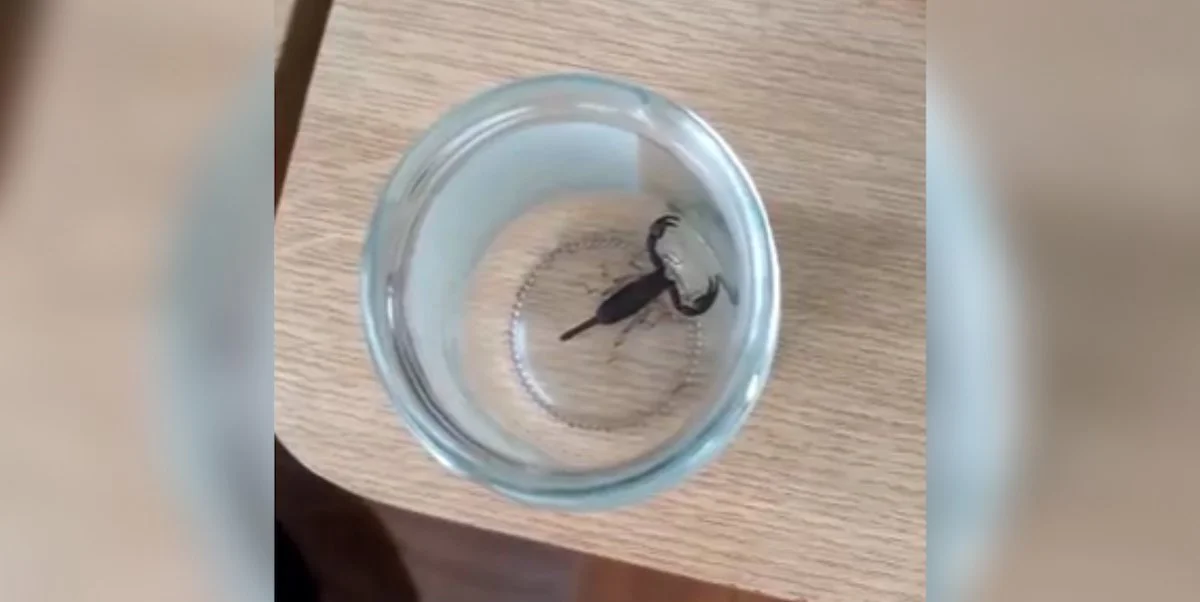 Lidl, reacție după ce o femeie din Iași a mers la spital pentru că a fost mușcată de un scorpion