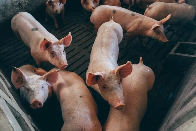 Emisii de metan şi amoniac cu limită în fermele de porci şi bovine. UE impune plafonarea la 450 UMV
