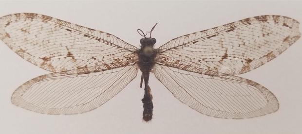 Un profesor american a făcut o descoperire incredibilă, din greșeală: o insectă din Jurasic