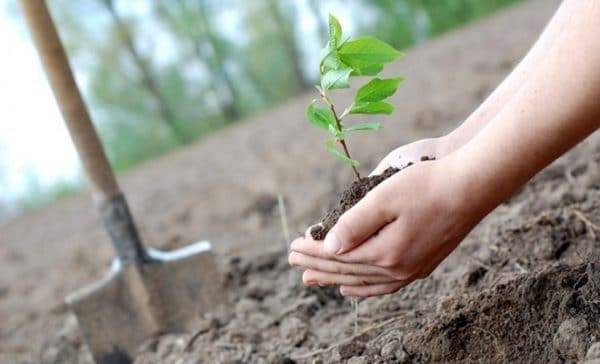 Luna plantării arborilor, ediția 2023 – FOTO