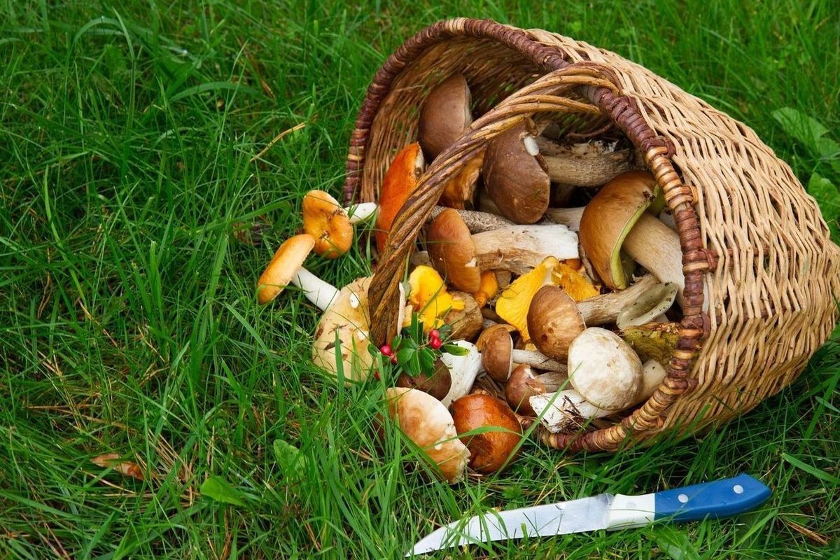 Soiuri de ciuperci comestibile – poze. După ce criterii să te orientezi atunci când mergi la cules