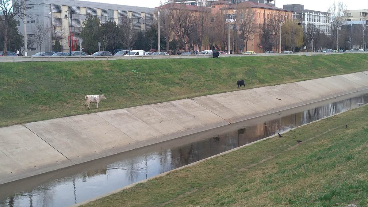 Primele semne ale venirii primăverii în municipiul Iași. Mai multe vaci au fost văzute la păscut pe Splai Bahlui