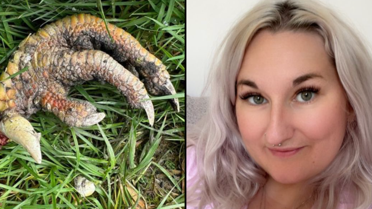 O gheară misterioasă i-a lăsat nedumeriți pe experții zoologi. Ce este ”gheara de dinozaur” găsită în curtea unei femei