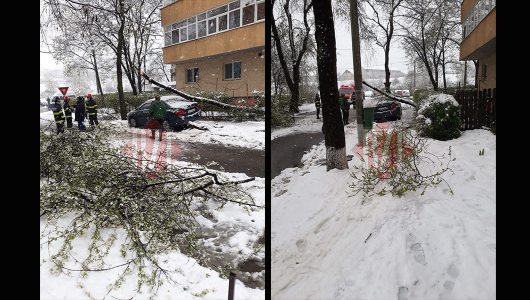 Avarie în Nicolina. Un copac s-a rupt şi a căzut peste un autoturism – FOTO