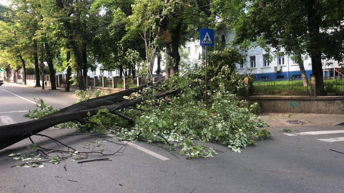 Strada Sarărie, blocată de un arbore căzut. Pompierii intervin pentru a degaja zona