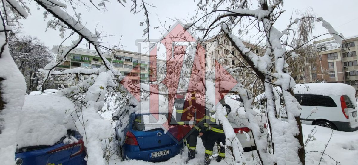 Un arbore a căzut în zona Gaudeamus. Pompierii ieşeni intervin – FOTO