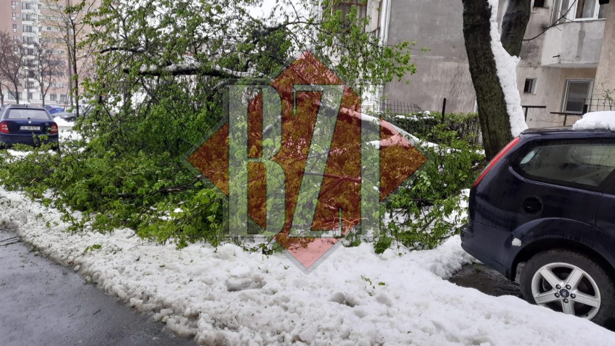 Un copac s-a prăbuşit sub greutatea zăpezii în Nicolina – FOTO
