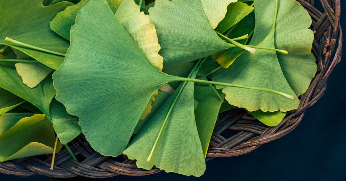 Gingko biloba, un remediu extraordinar pentru numeroase afecțiuni! Care sunt părerile medicilor