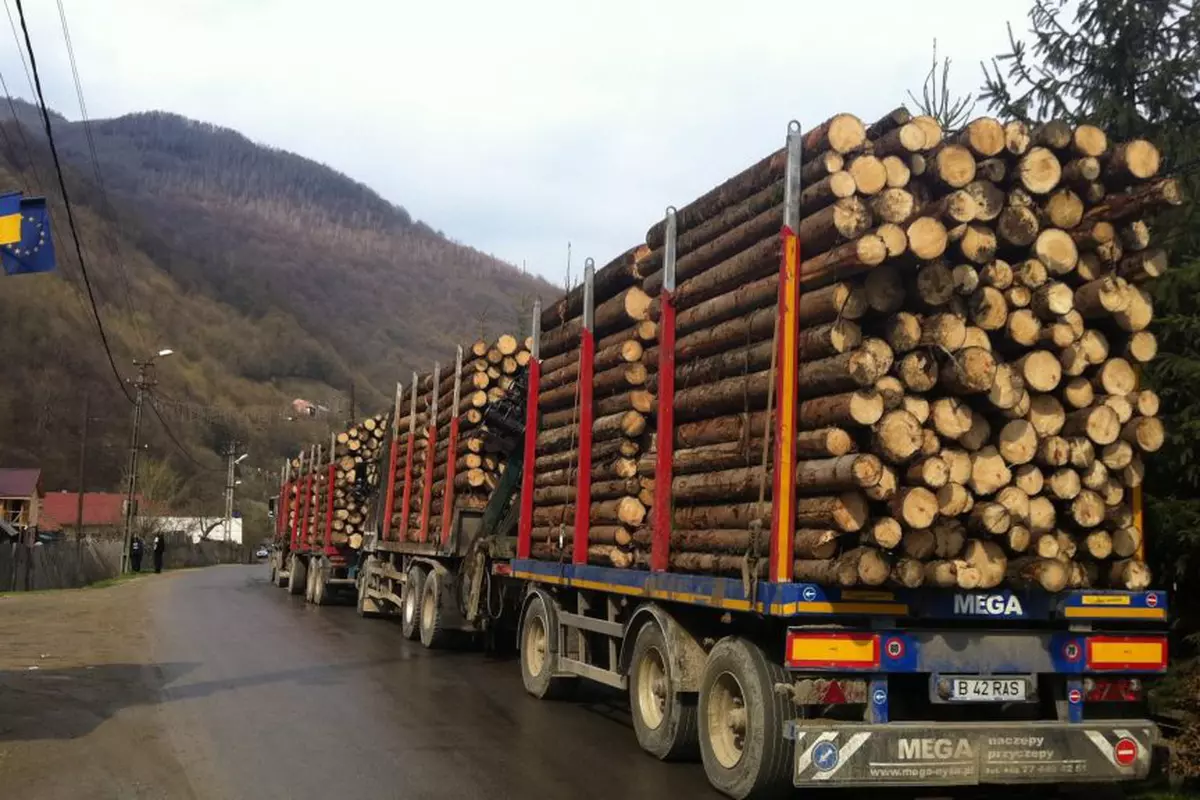 Descinderi în industria lemnului: Poliția și Garda Forestieră au dat amenzi și au confiscat marfă