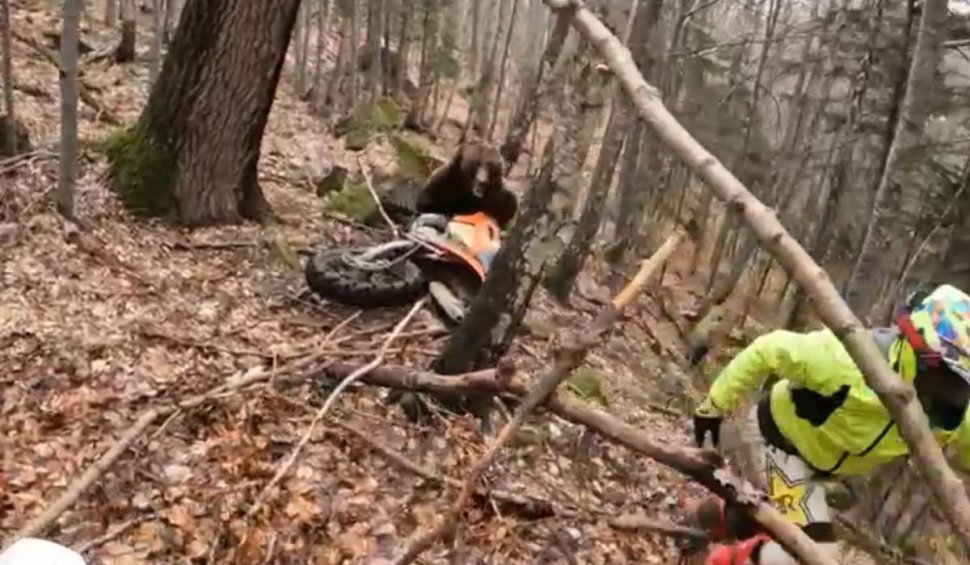 Un urs deranjat din bârlog a încercat să atace un motociclist, la Brașov – VIDEO