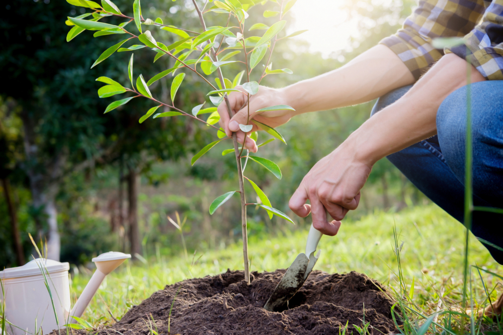 Plantare pomi fructiferi primăvară. Cum să alegeți răsadurile?