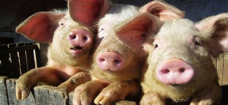 Focare de pestă porcină în Timiș. Aproape 14.000 de porci vor fi ucişi