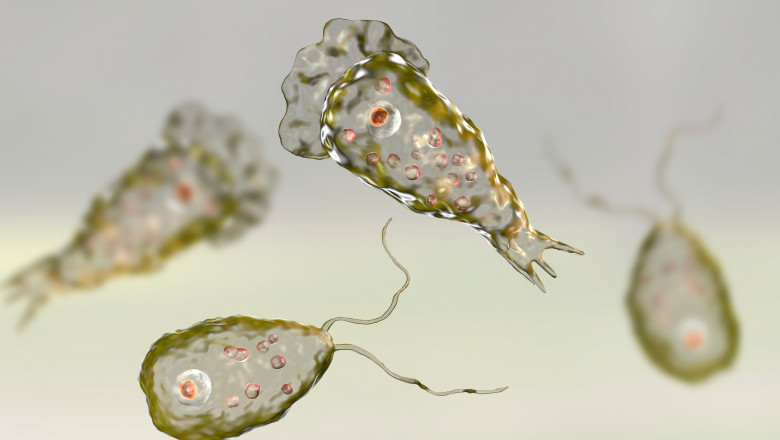 Naegleria fowleri, amiba care trăiește în apă și ‘mănâncă’ creierul uman. Ultima sa victimă este un copil de numai 2 ani