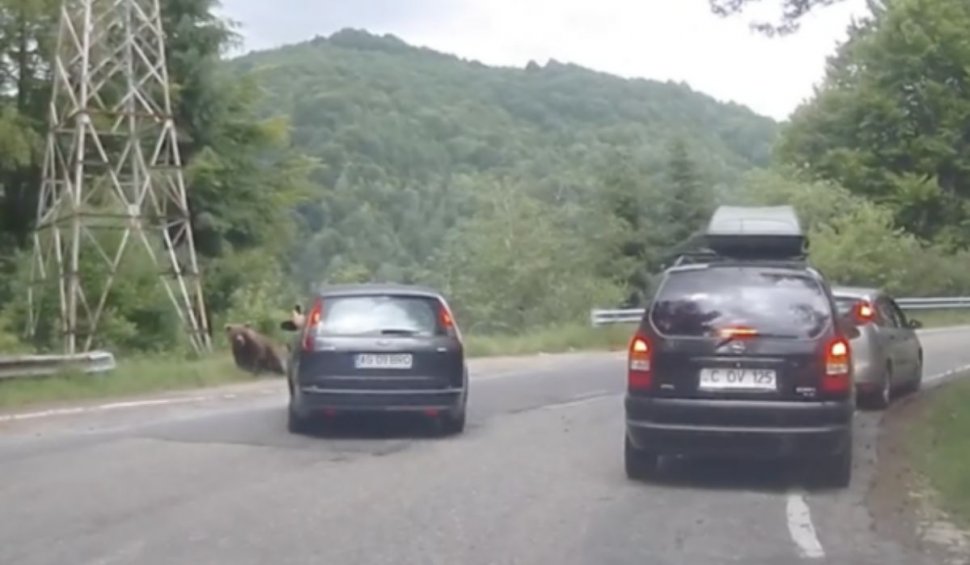 Un șofer din Argeș a încercat să lovească o ursoaică cu pui, cu mașina, pe Transfăgărășan