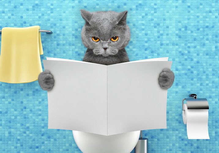 Constipația la pisici: Remedii naturiste care nu prezintă niciun risc pentru sănătatea felinei