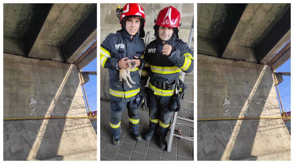 Pompierii ieșeni au salvat o pisică blocată pe un stâlp de susținere al unui pod – FOTO/VIDEO