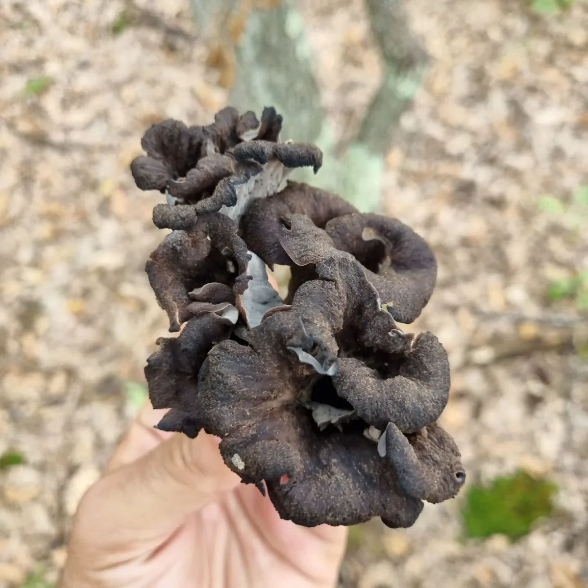 Trompeta piticului. Datorită căror calități este atât de apreciată această ciupercă în bucătărie
