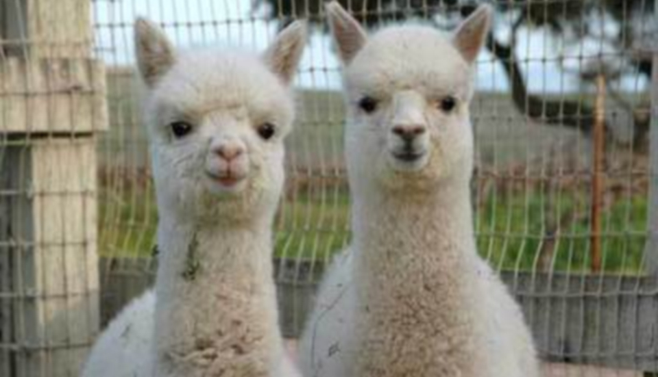 Un afacerist a fost condamnat pentru că a folosit ajutoarele din pandemie să își facă fermă de alpaca
