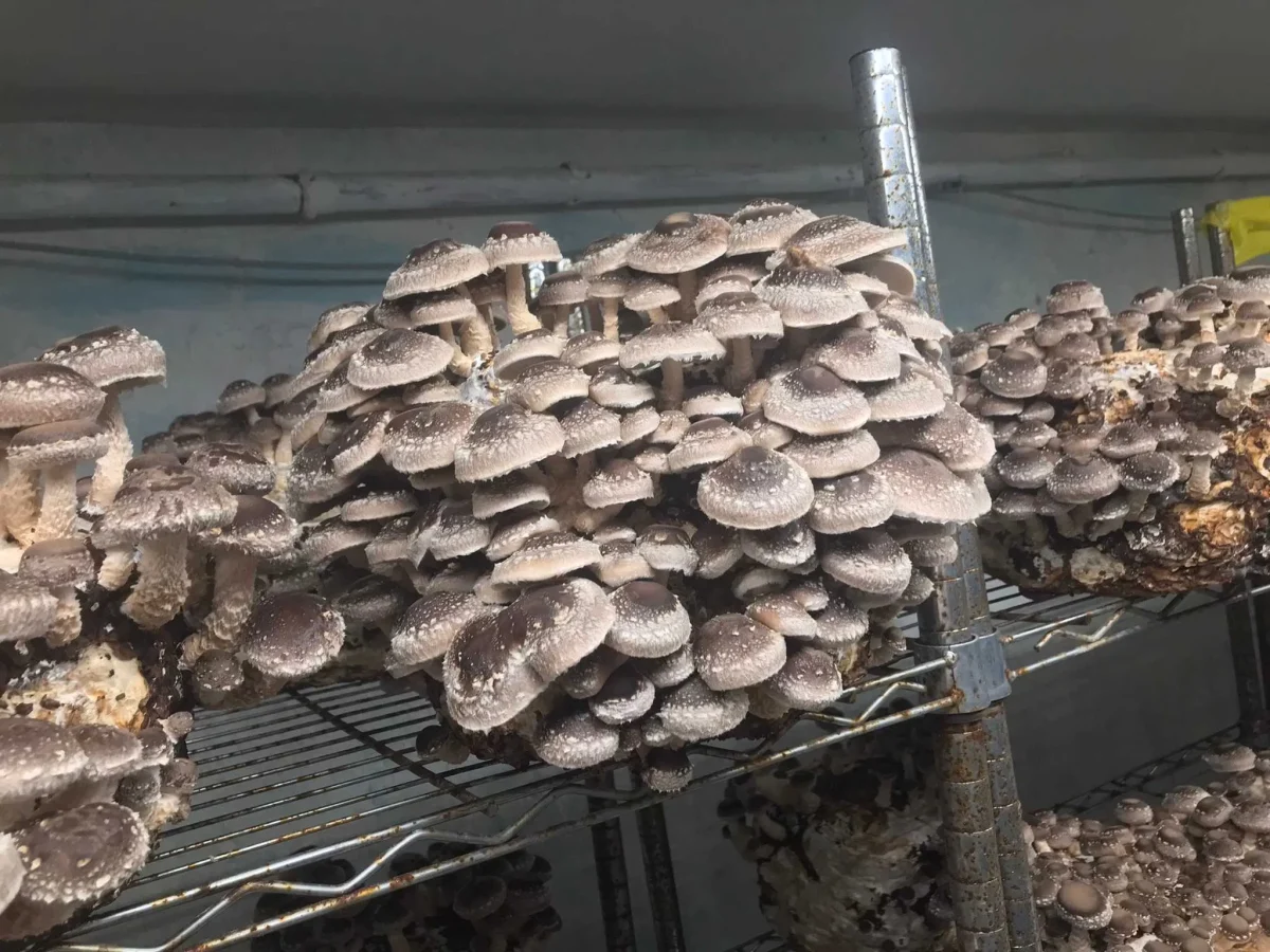 La ce se folosesc ciupercile shiitake? Acestea sunt comestibile sau otrăvitoare?  