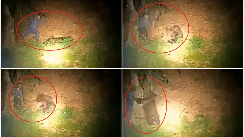 Un urs ce dormea a fost lovit cu o bâtă de un bărbat. „Ei nu sunt animalele pe care le vedem în desene animate” – FOTO, VIDEO