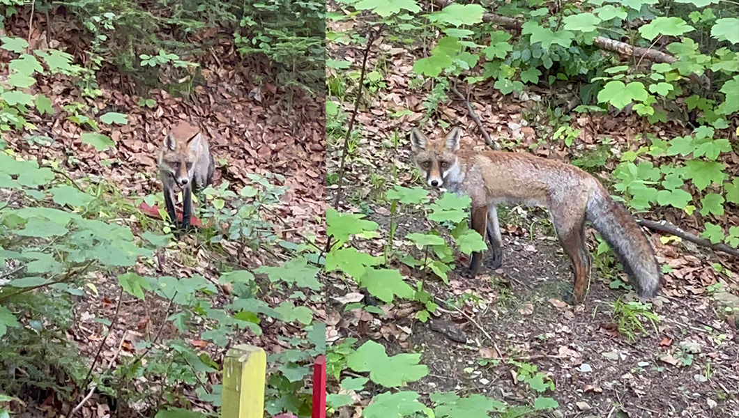Prezenţa uimitoare în Parcul Copou. O vulpe a fost surprinsă de ieşeni